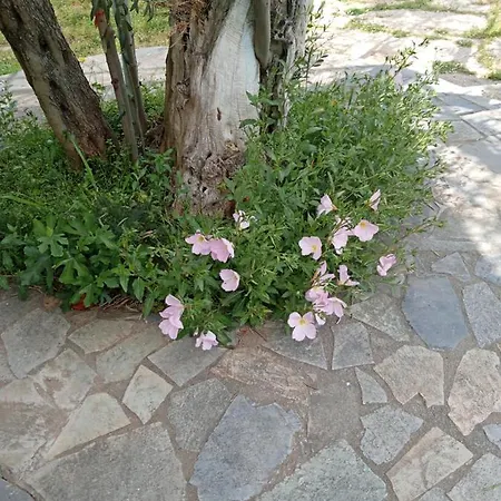Ktima Anastasia *