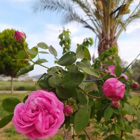 阿纳斯塔西娅旅馆 乡村民宿 *