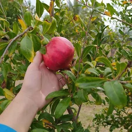 阿纳斯塔西娅旅馆