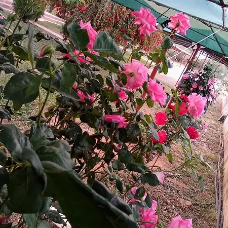 カントリーハウス Ktima Anastasia