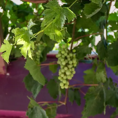 カントリーハウス Ktima Anastasia *