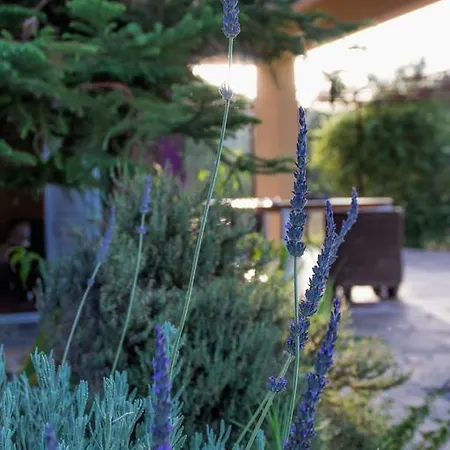 乡村民宿 阿纳斯塔西娅旅馆 纳夫普利翁