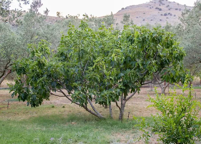 Landsted Ktima Anastasia Nafplio